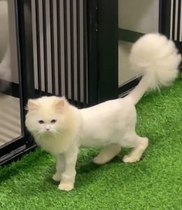 cat grooming bangalore