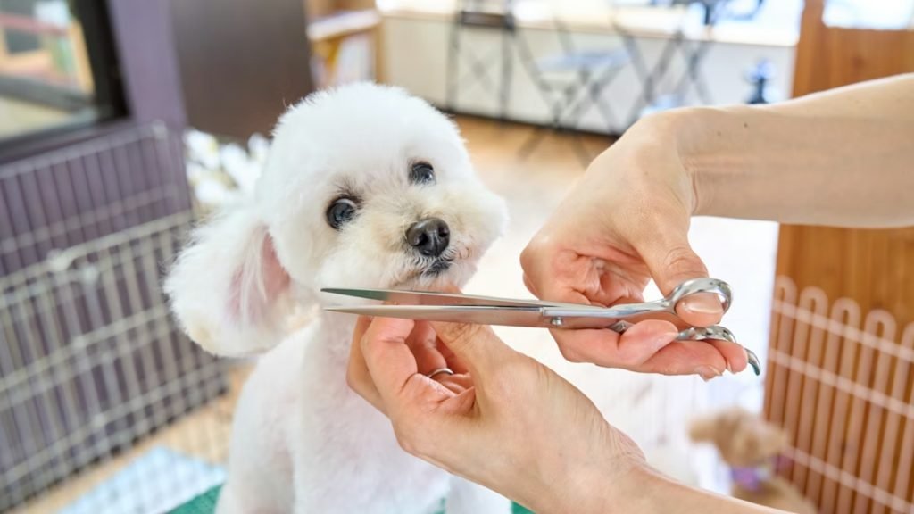 Best pet grooming home service