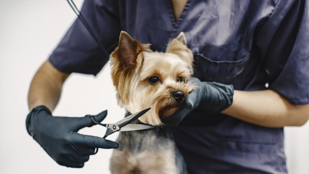 Best pet grooming services