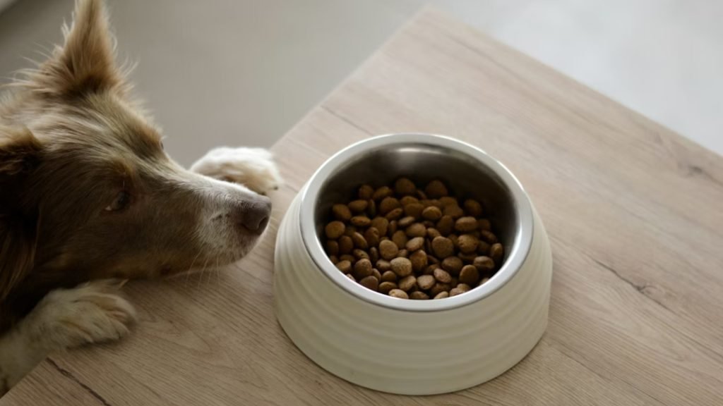 healthy dog food store in bengaluru