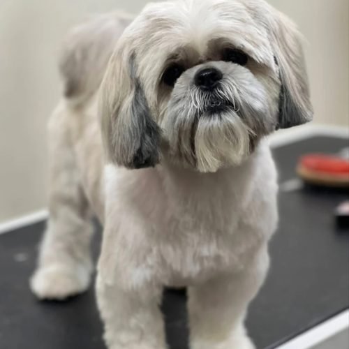 Affordable dog boarding